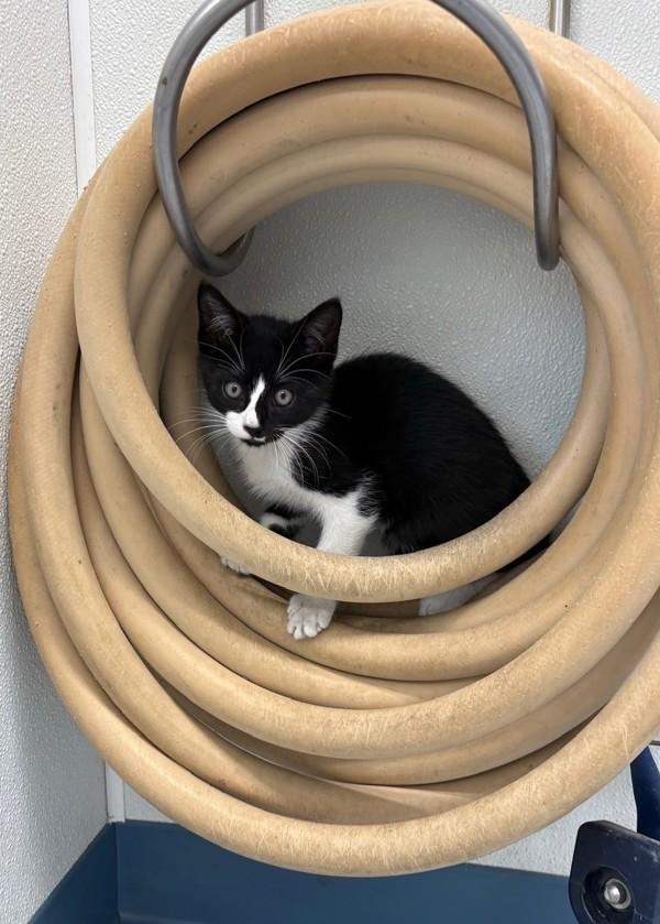 Baxter (bonded With Bliss), Adoptable, Young Male Domestic Short Hair.