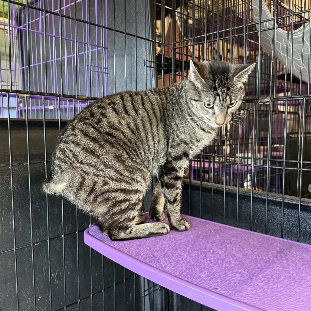 Navi, Adoptable, Adult Female Domestic Short Hair.