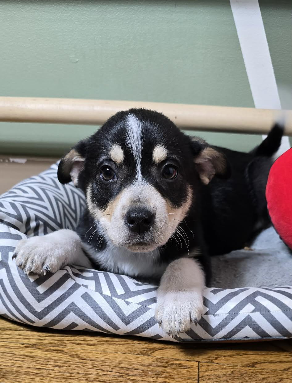 Josie, an adopted mixed breed in Grand Rapids, MI image 2/3