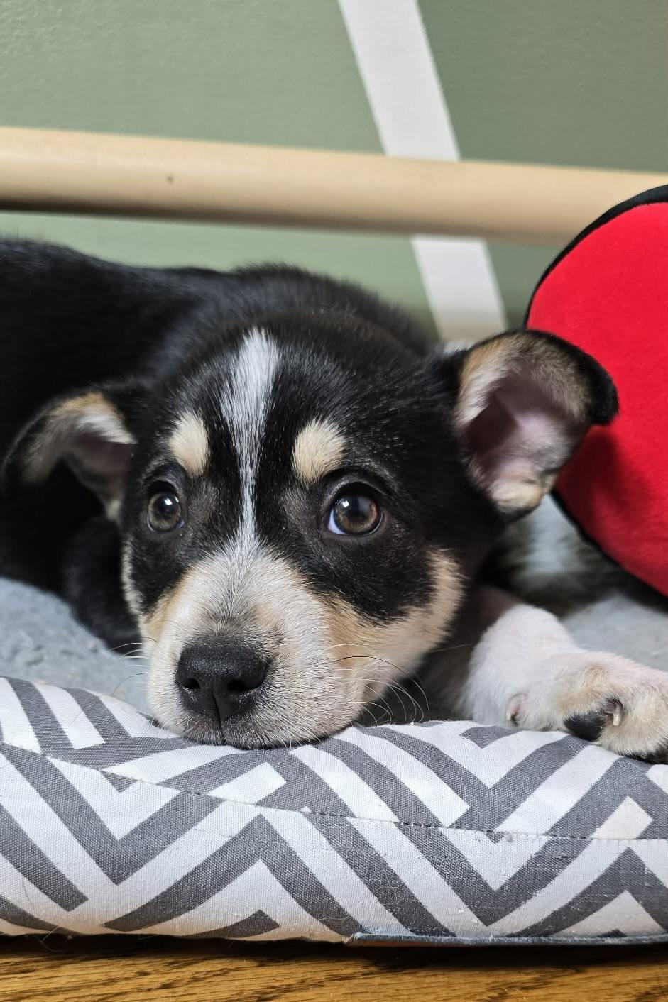 Josie, an adopted mixed breed in Grand Rapids, MI image 3/3