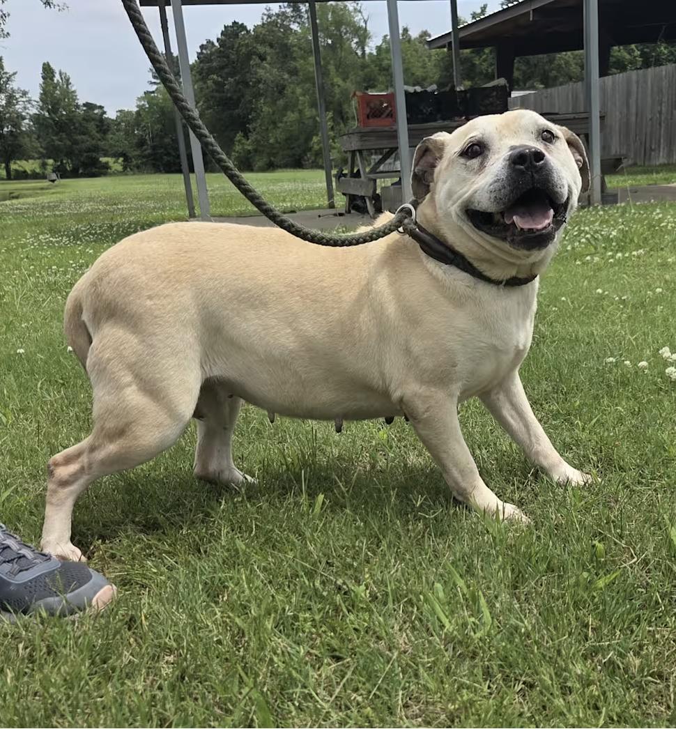 Enlarge Venus, a Adoptable mixed breed in Pittsburgh, PA image 1/4