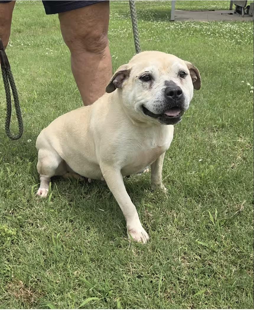 Enlarge Venus, a Adoptable mixed breed in Pittsburgh, PA image 2/4