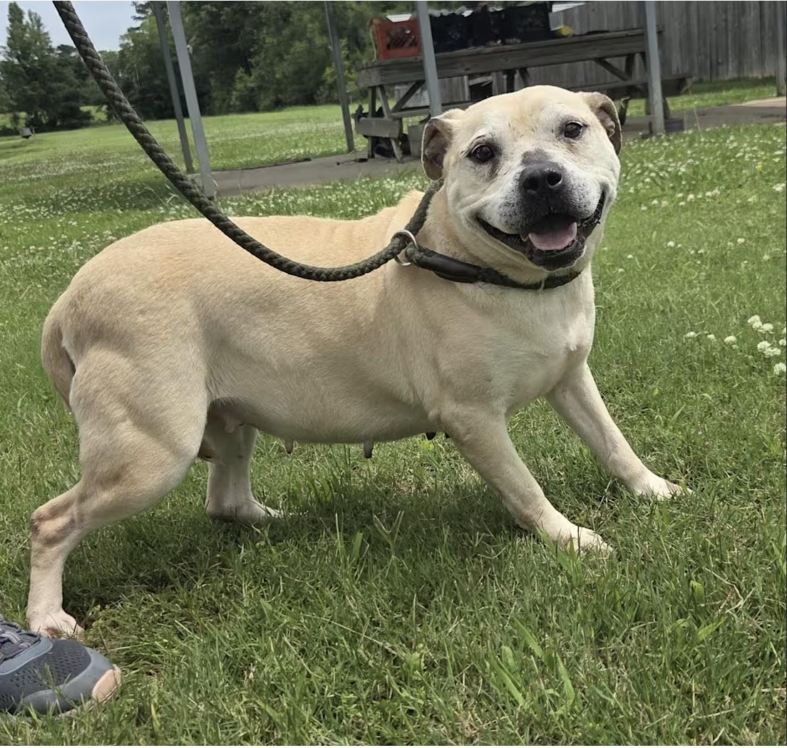 Enlarge Venus, a Adoptable mixed breed in Pittsburgh, PA image 3/4