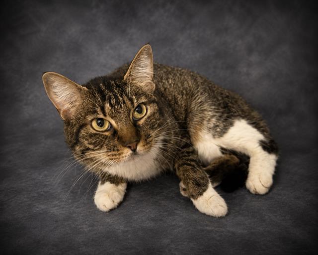 BROWNIE, Adoptable, Adult Female Domestic Short Hair.