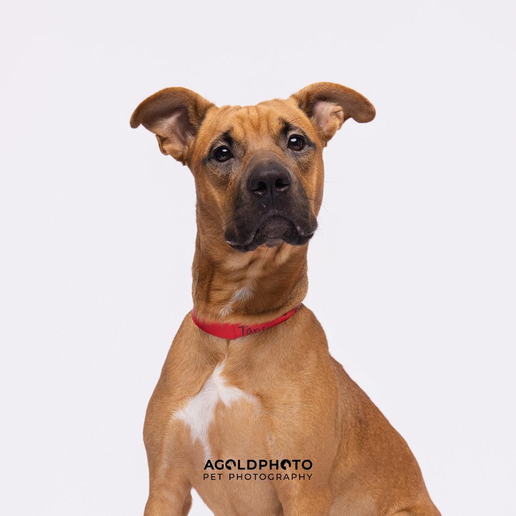 Tansi, Adoptable, Young Female Mixed Breed & Mixed Breed.