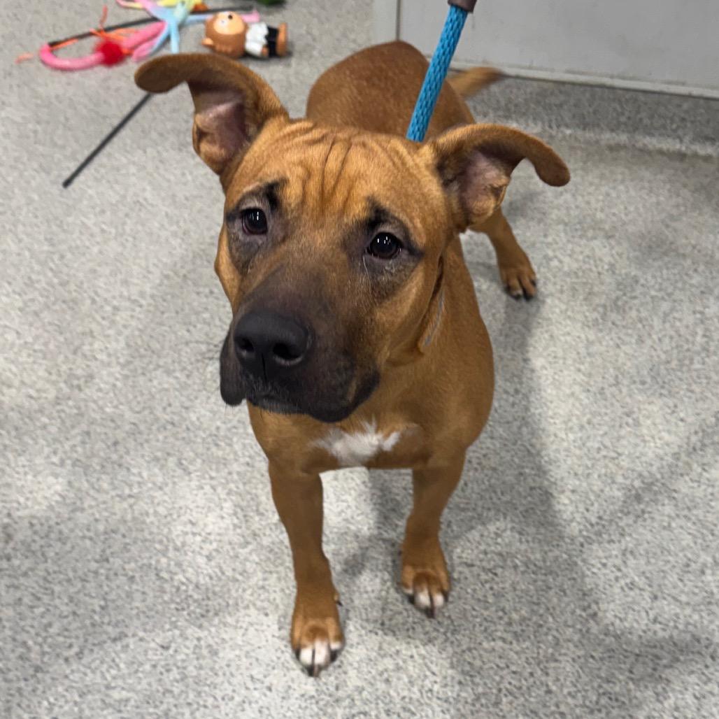 Enlarge Tansi, a Adoptable mixed breed image 2/2