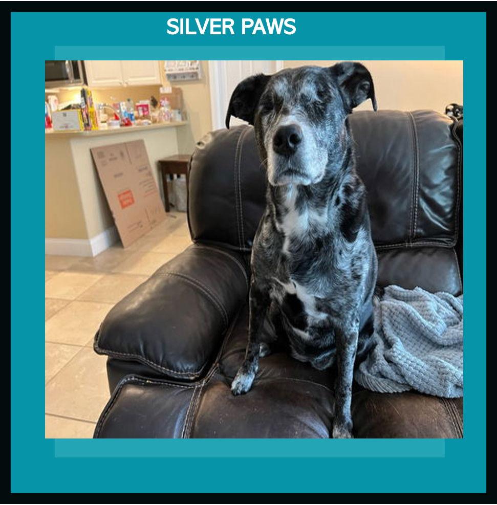 Blu *, Adoptable, Young Female Labrador Retriever & Catahoula Leopard Dog.