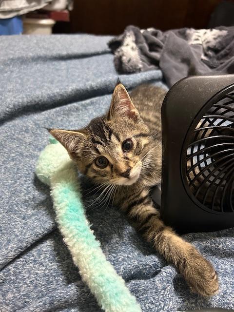 Scotty, adopted, Young Male Domestic Short Hair.