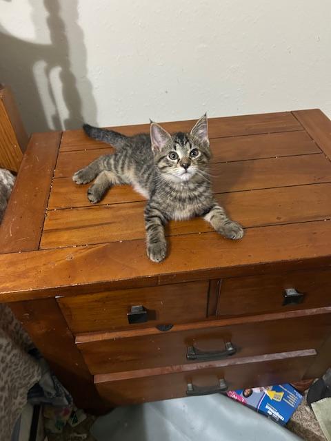 Enlarge Scotty, an adopted Domestic Short Hair in Devils Lake, ND image 3/10