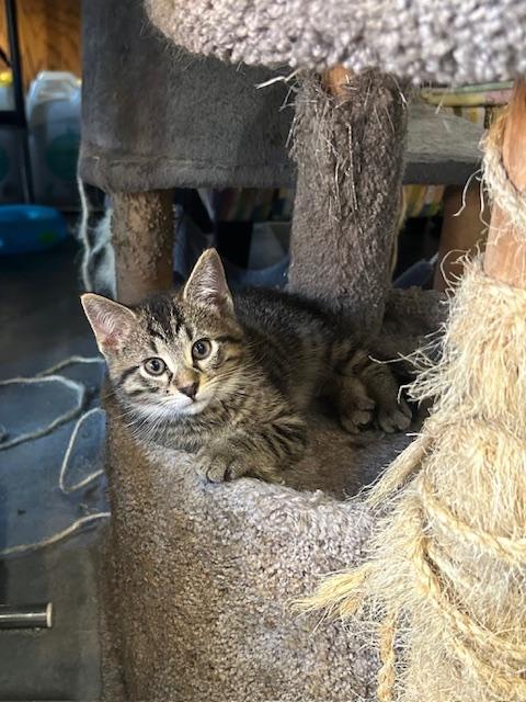 Enlarge Scotty, an adopted Domestic Short Hair in Devils Lake, ND image 4/10