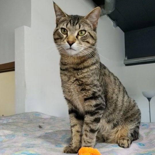 Scotty, adoptable, Adult Male Domestic Short Hair.