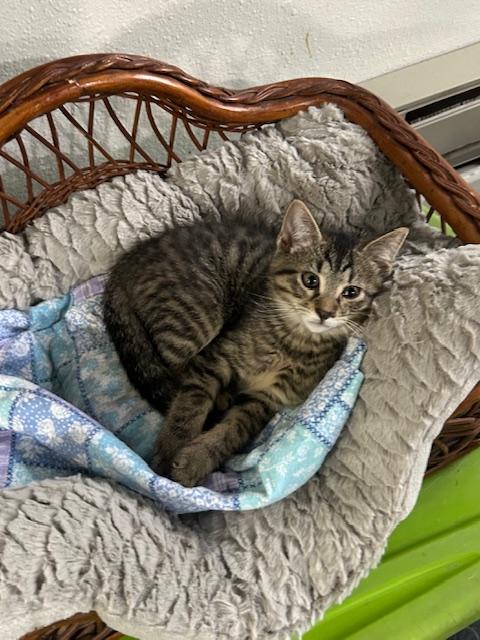 Enlarge Scotty, an adopted Domestic Short Hair in Devils Lake, ND image 6/10