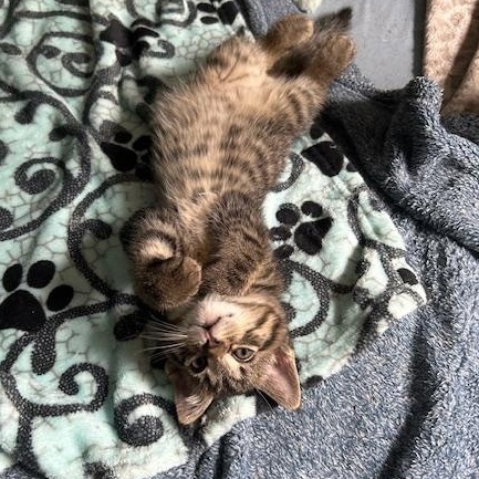 Enlarge Scotty, an adopted Domestic Short Hair in Devils Lake, ND image 8/10