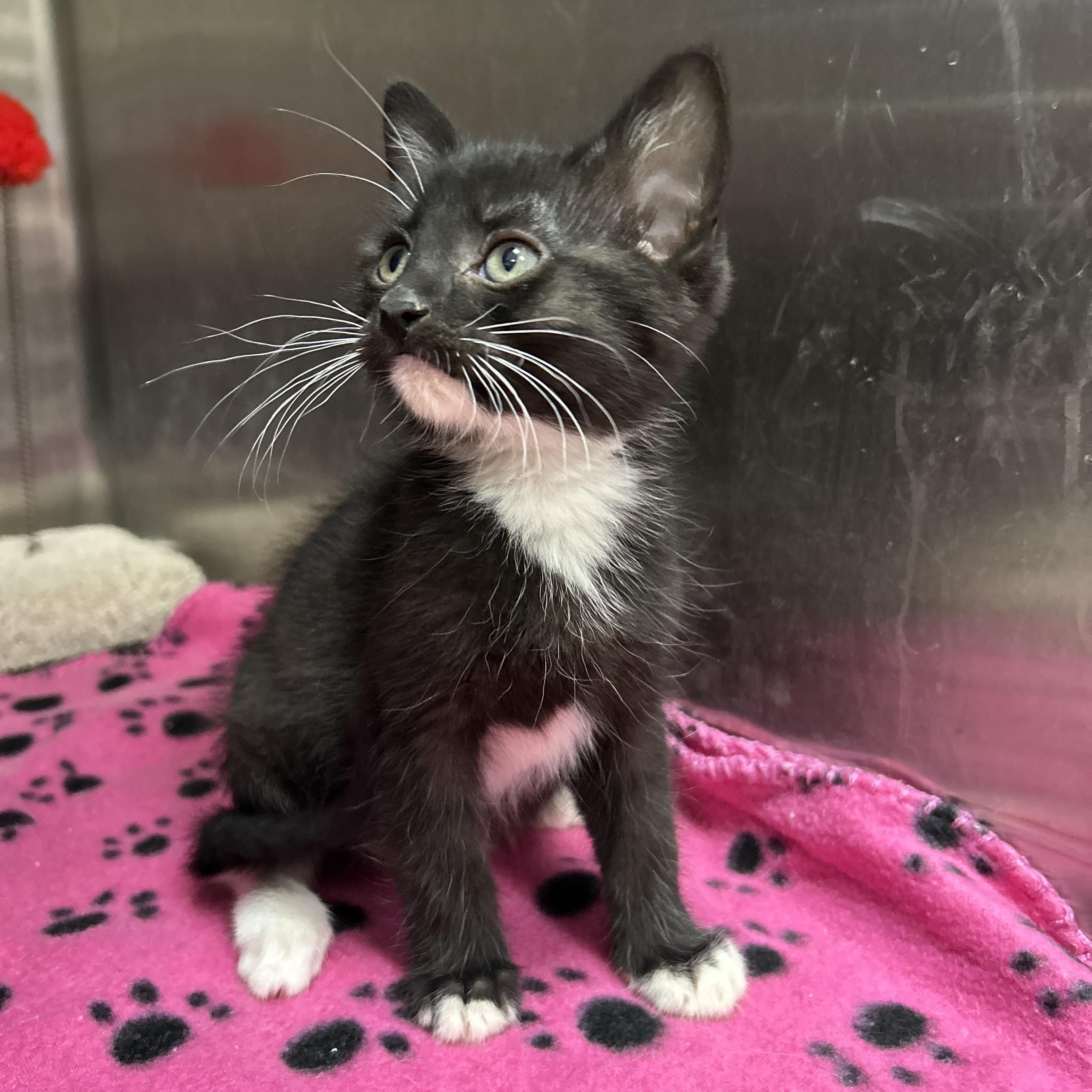 Stormtrooper 4 of 5, adopted, Kitten Male Tuxedo.