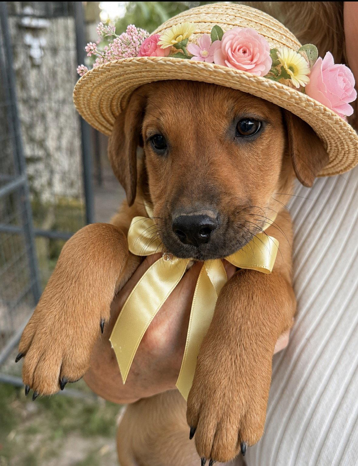 Berry, Golden lab Puppy, Adoptable, Puppy Female Labrador Retriever & Golden Retriever.