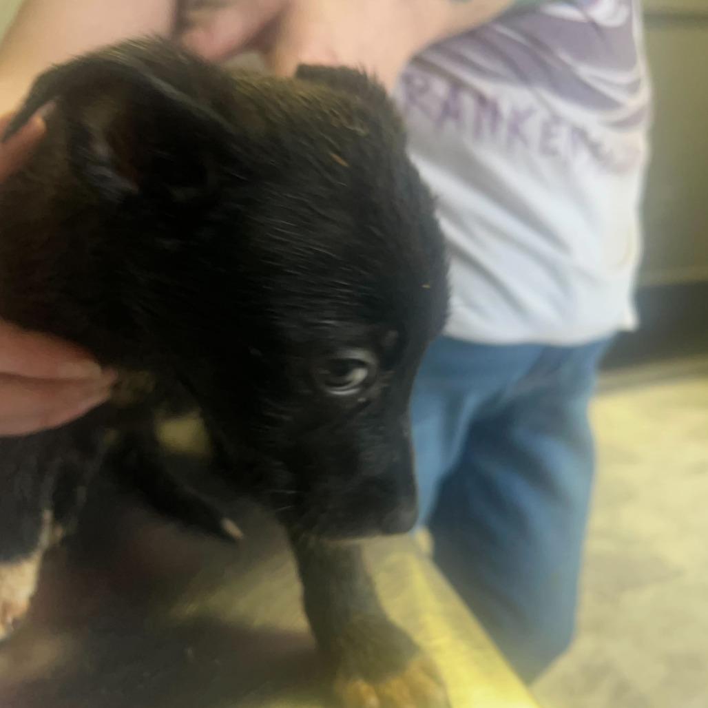 Enlarge Dr. Huang, a Adoptable Mixed Breed in Oak Hill, WV image 1/1