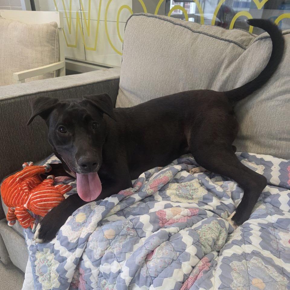 Enlarge Savannah Banana, a Adoptable mixed breed in Wantagh, NY image 2/6