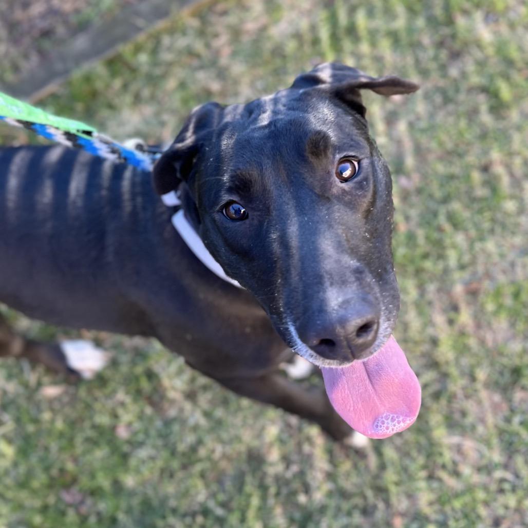 Enlarge Savannah Banana, a Adoptable mixed breed in Wantagh, NY image 4/6