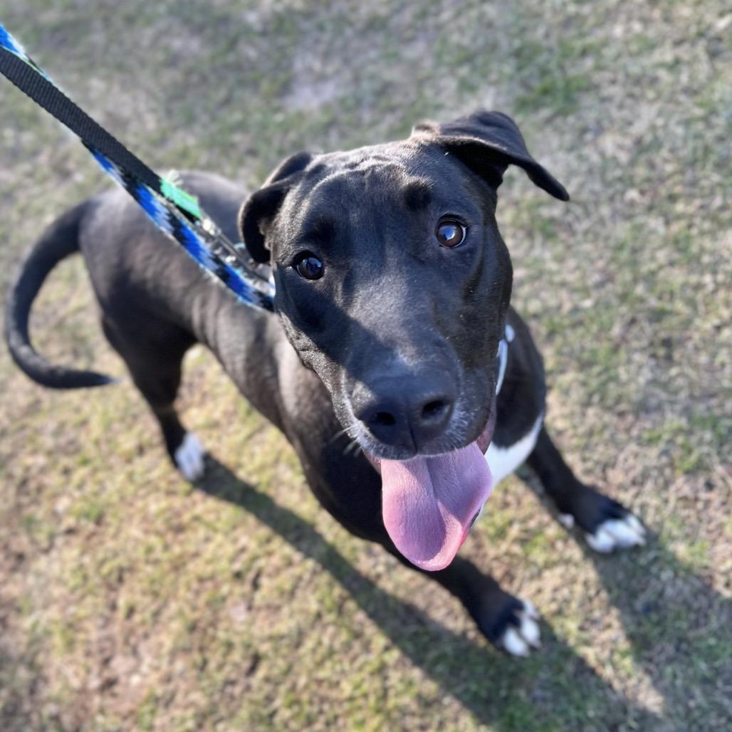 Enlarge Savannah Banana, a Adoptable mixed breed in Wantagh, NY image 5/6