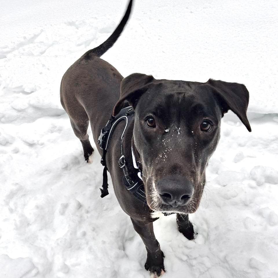 Enlarge Savannah Banana, a Adoptable mixed breed in Wantagh, NY image 6/6