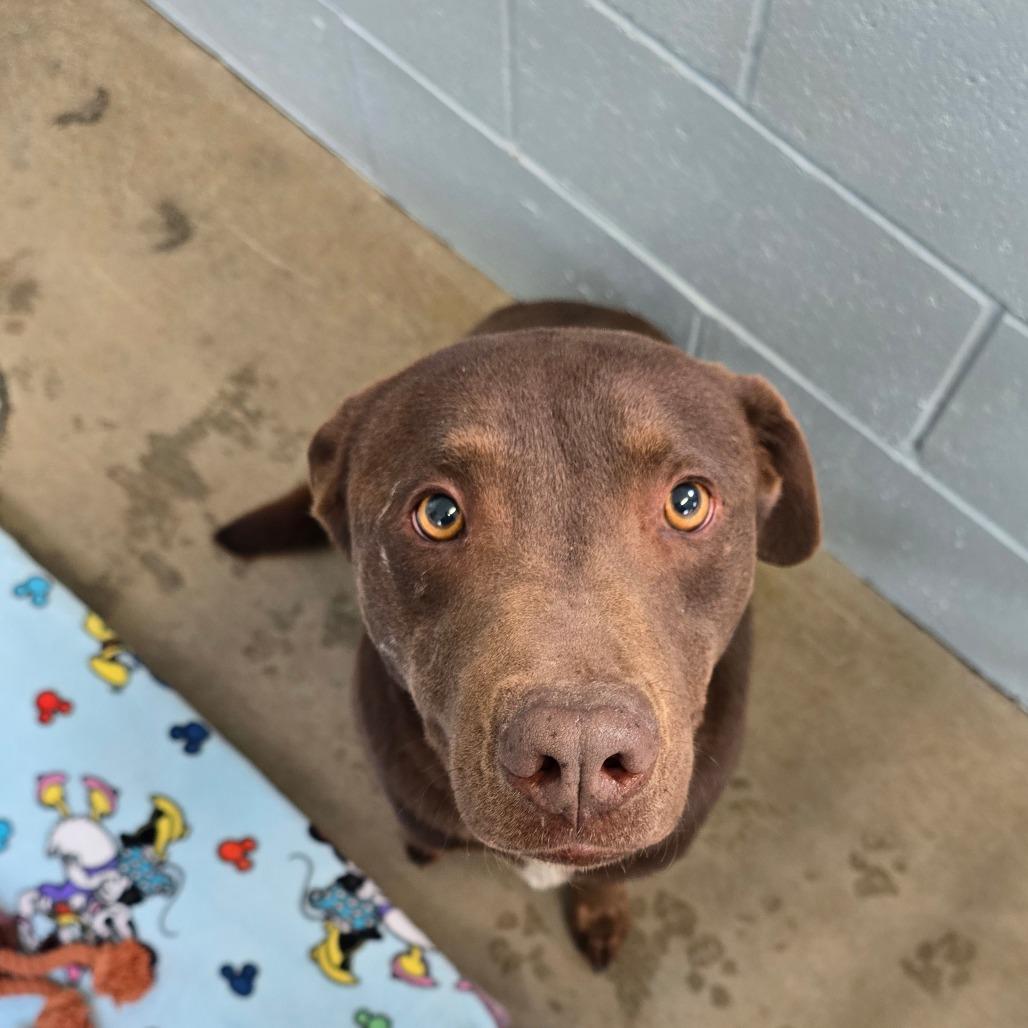 Enlarge Cheese, a Adoptable mixed breed in Santa Barbara, CA image 1/2