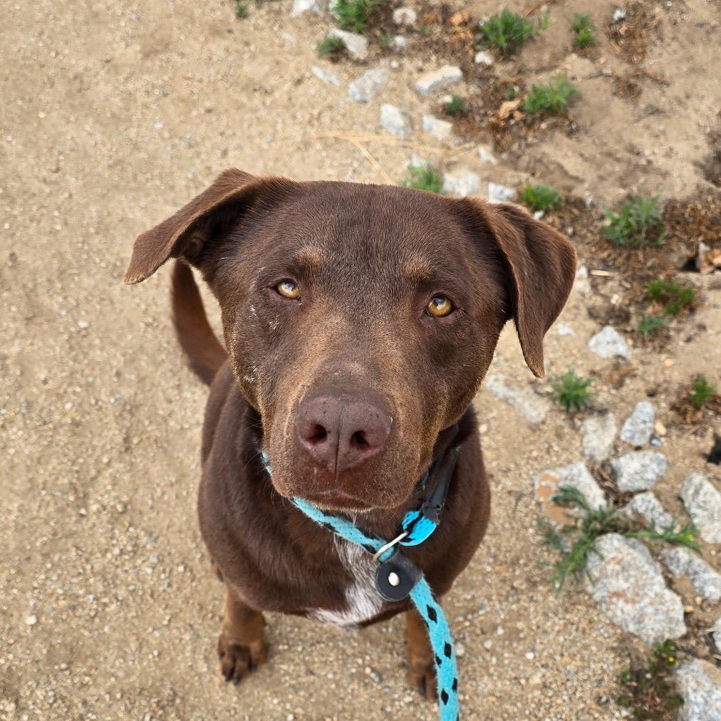 Enlarge Cheese, a Adoptable mixed breed in Santa Barbara, CA image 2/2