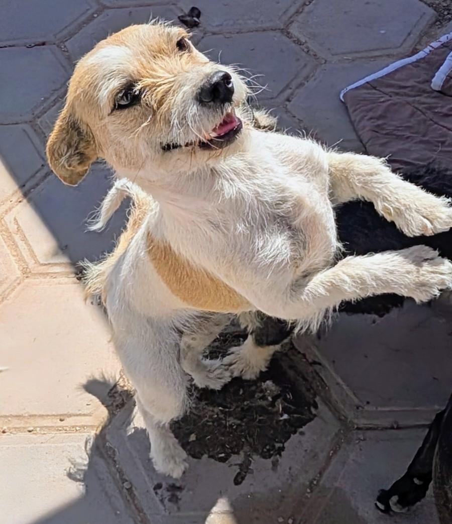 Enlarge Jelly, a ADOPTABLE mixed breed in Saint David, AZ image 1/2