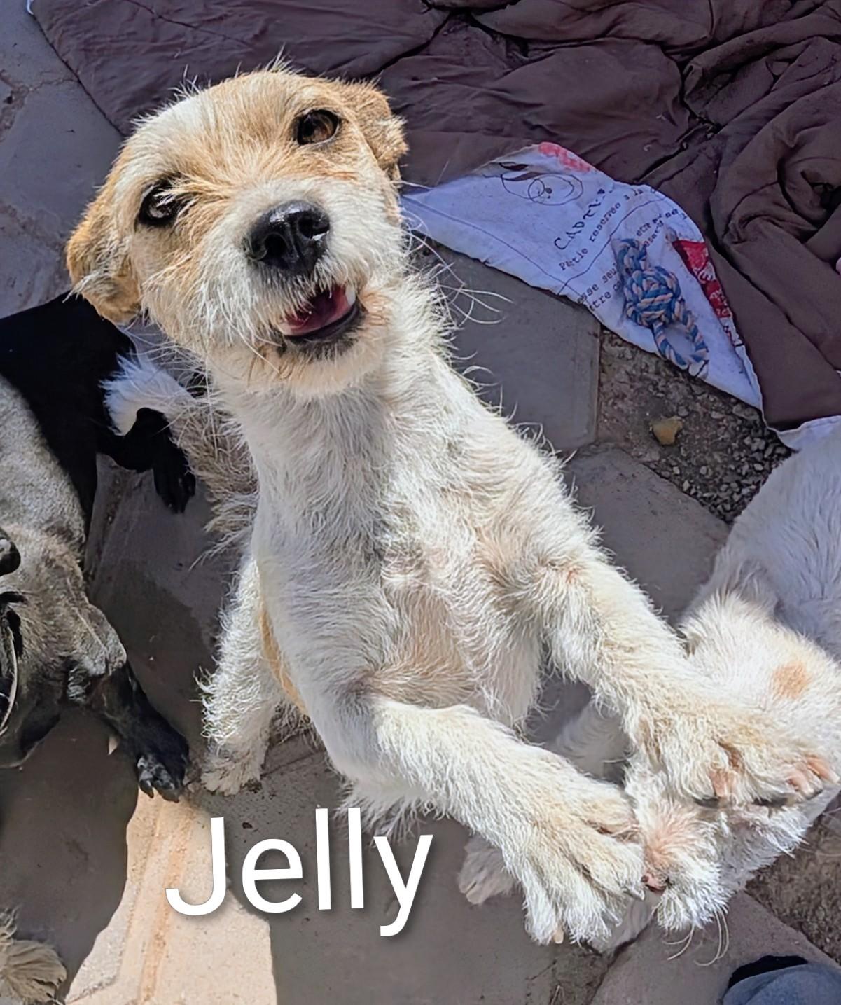 Enlarge Jelly, a ADOPTABLE mixed breed in Saint David, AZ image 2/2