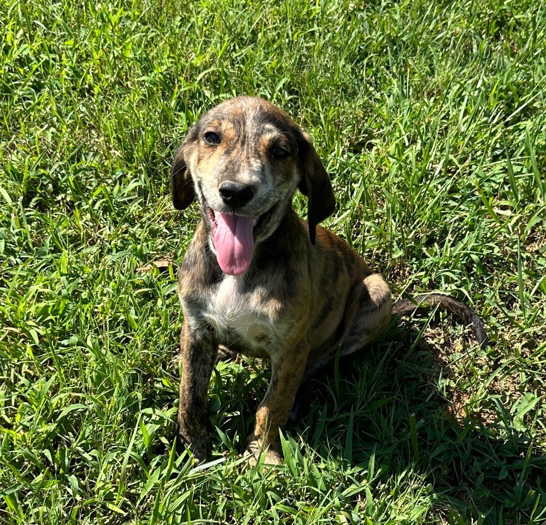 Milo, Adopted, Puppy Male Mixed Breed.