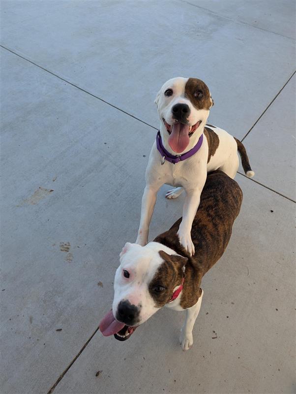 Toka, Adopted, Adult Female Pit Bull Terrier.