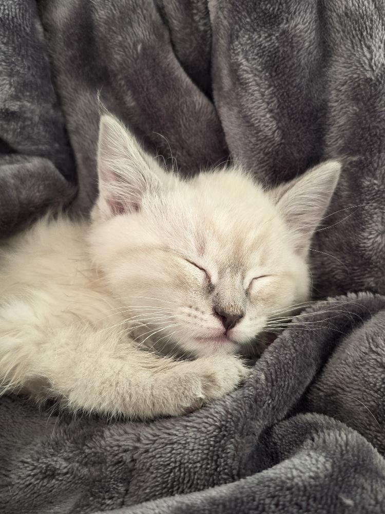 Cherry and Strawberry, a ADOPTABLE Domestic Long Hair in Salt Lake City, UT image 3/6