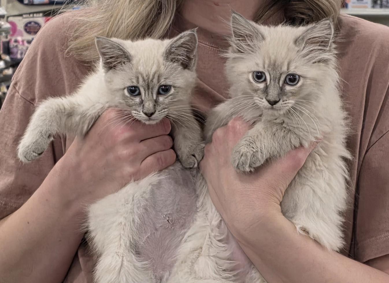 Cherry and Strawberry, a ADOPTABLE Domestic Long Hair in Salt Lake City, UT image 2/6