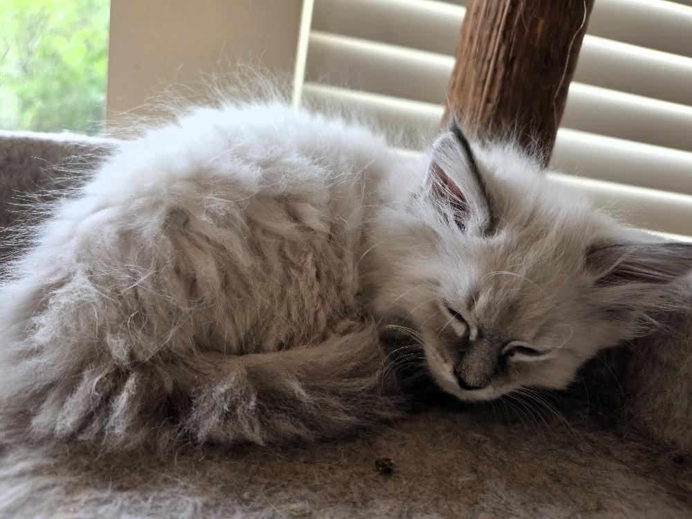 Cherry and Strawberry, a ADOPTABLE Domestic Long Hair in Salt Lake City, UT image 6/6