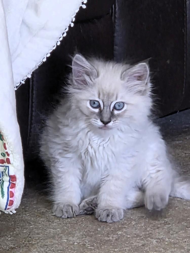 Cherry and Strawberry, a ADOPTABLE Domestic Long Hair in Salt Lake City, UT image 4/6