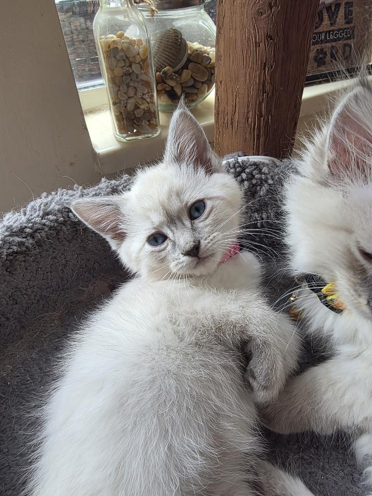 Cherry and Strawberry, a ADOPTABLE Domestic Long Hair in Salt Lake City, UT image 5/6