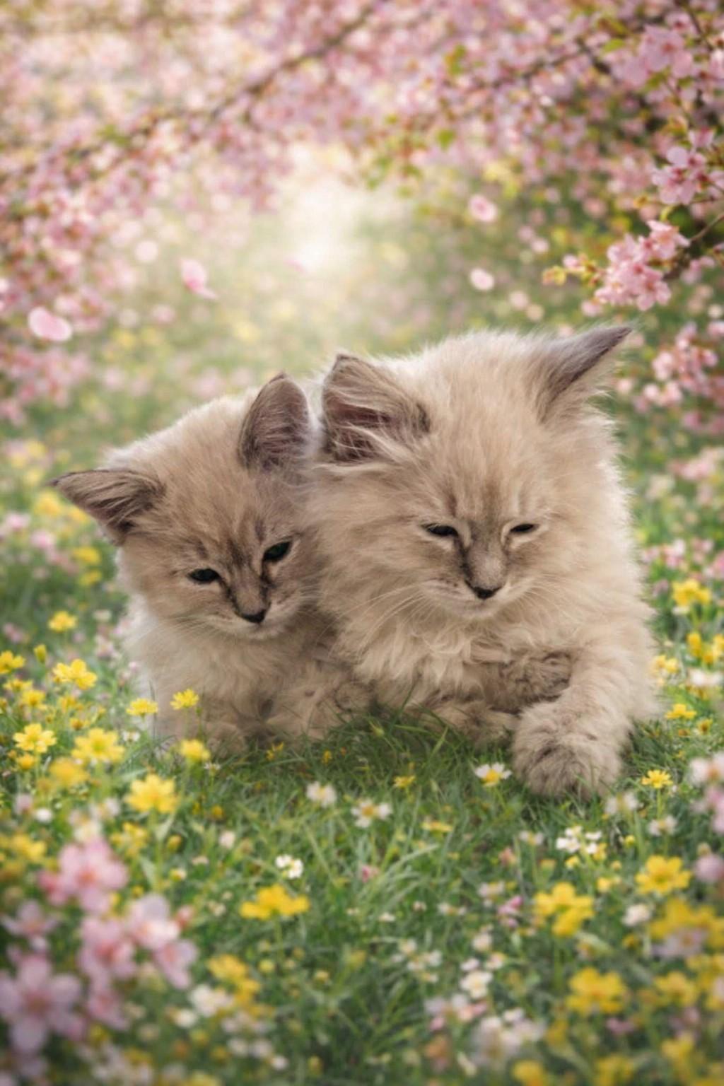 Cherry and Strawberry, ADOPTABLE, Kitten Female Domestic Long Hair.
