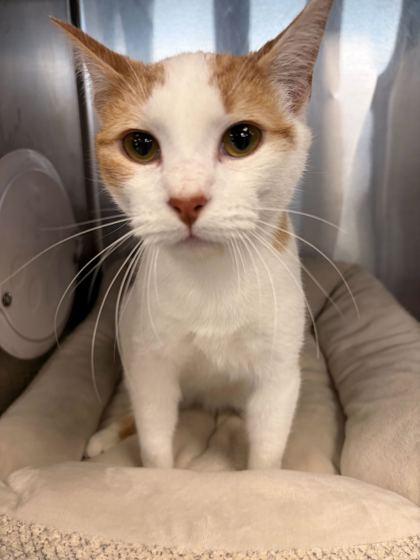 Goose, Adoptable, Young Male Domestic Short Hair & Domestic Short Hair.