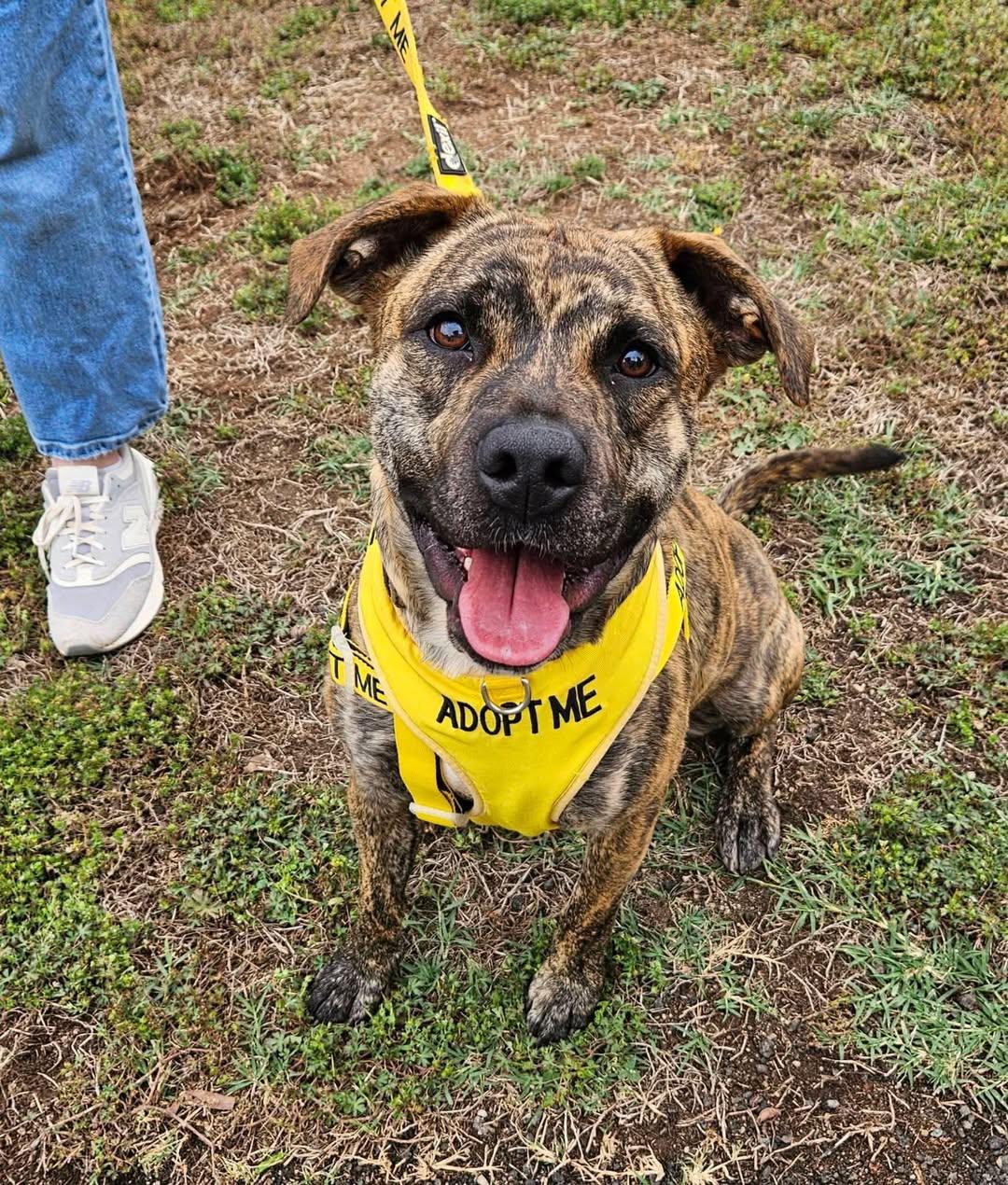 Eliza, a ADOPTABLE mixed breed in Wappingers Falls, NY image 2/2