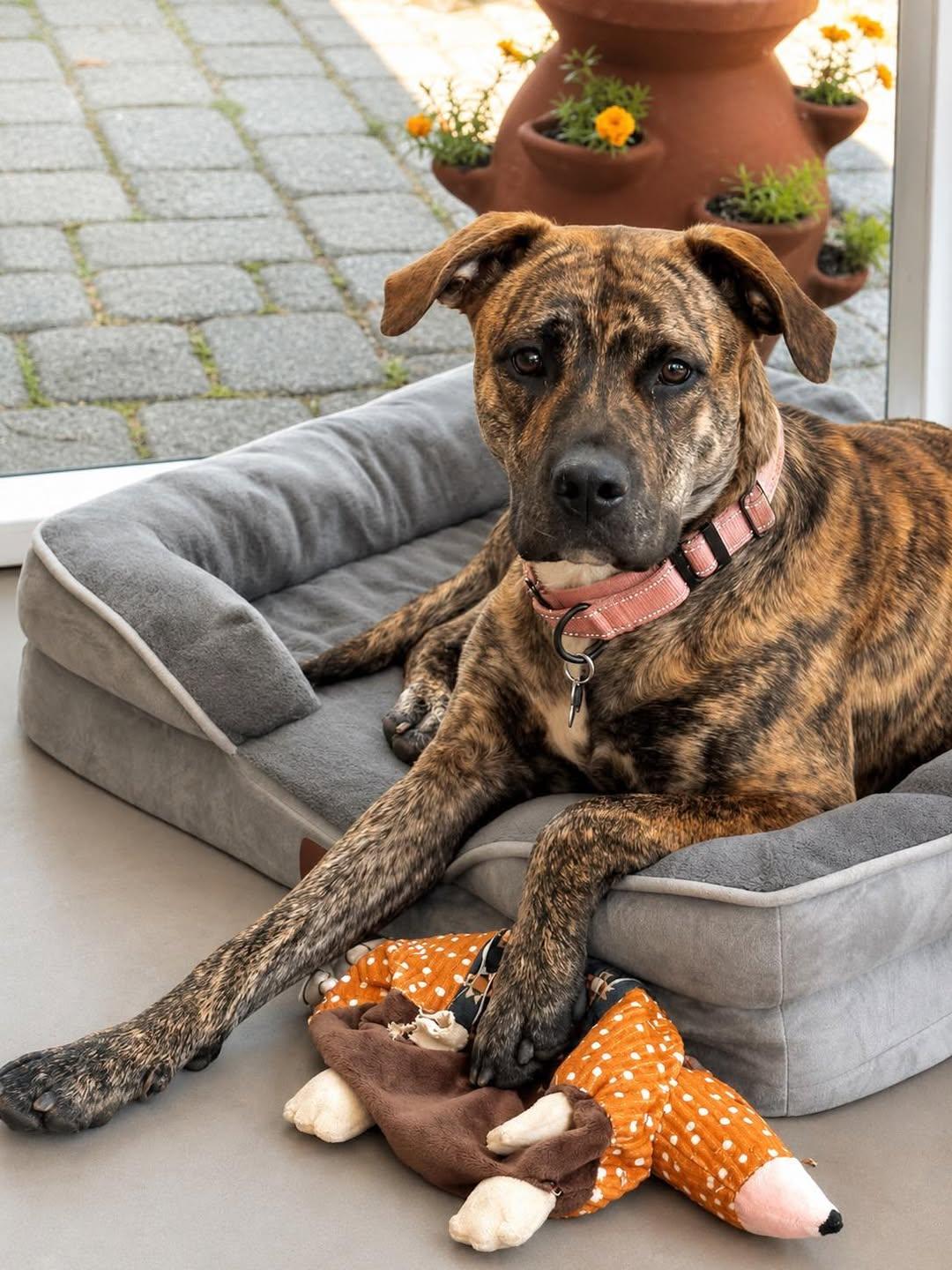 Eliza, ADOPTABLE, Adult Female American Staffordshire Terrier.