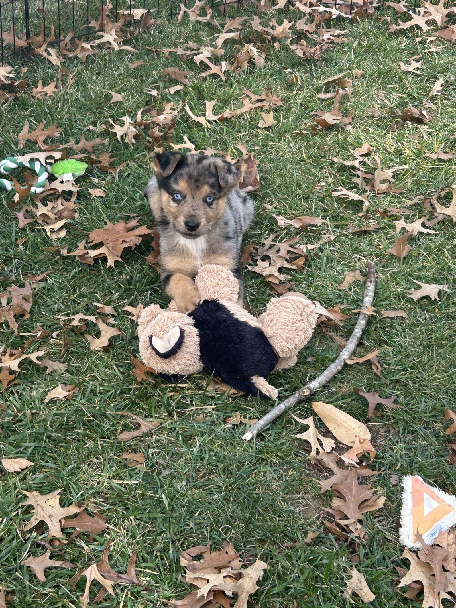 Cash, Adopted, Puppy Male Australian Shepherd & Australian Cattle Dog / Blue Heeler.