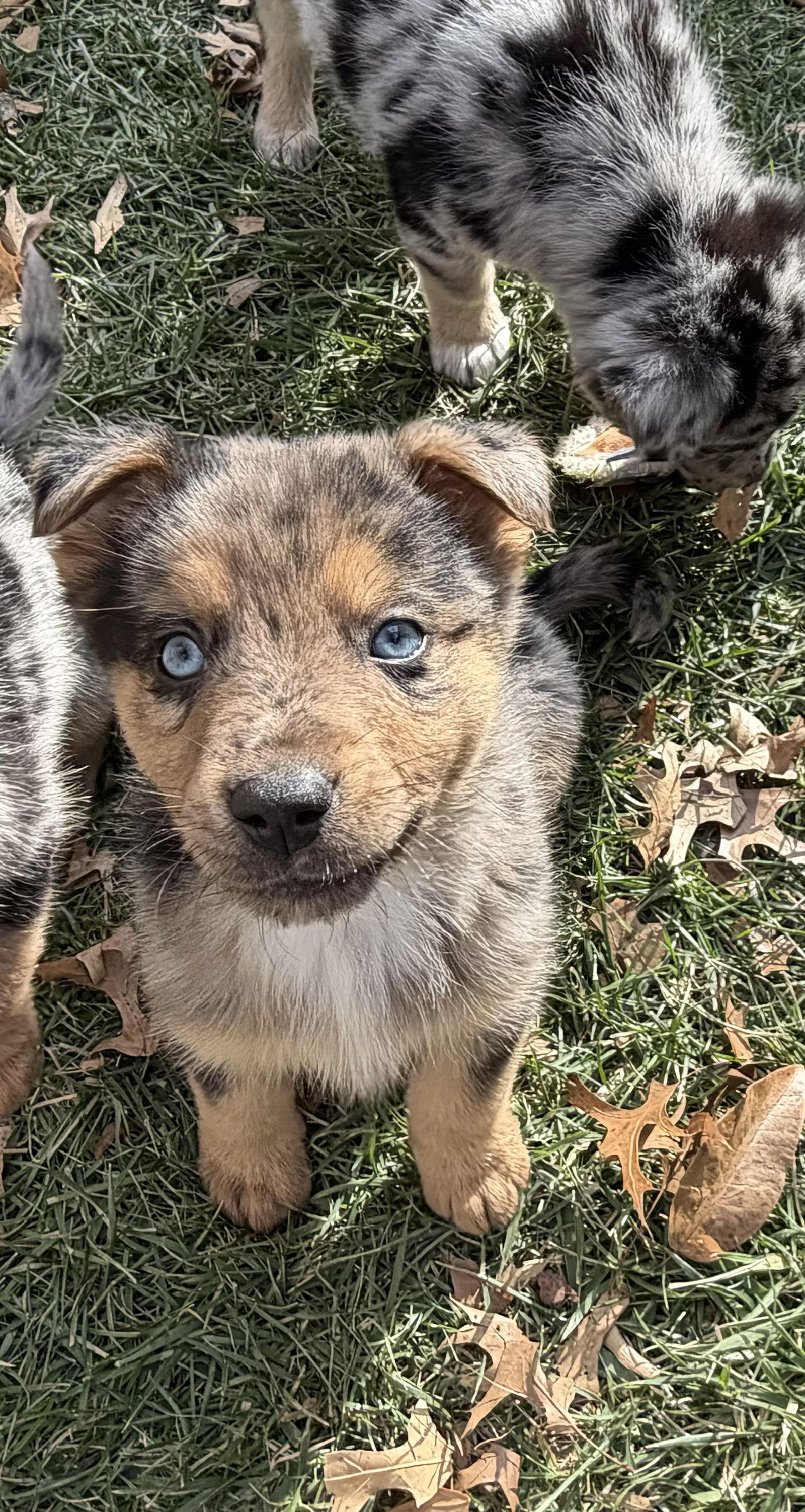 Enlarge Cash, a Adopted mixed breed in Fenton, MO image 2/2