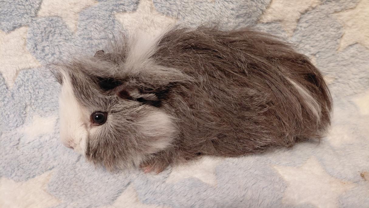 Enlarge Jester, a ADOPTABLE Guinea Pig in Cincinnati, OH image 5/6