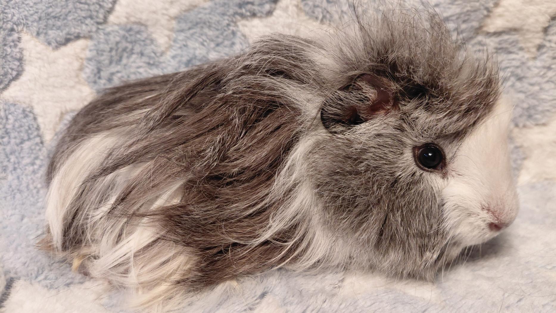 Enlarge Jester, a ADOPTABLE Guinea Pig in Cincinnati, OH image 4/6