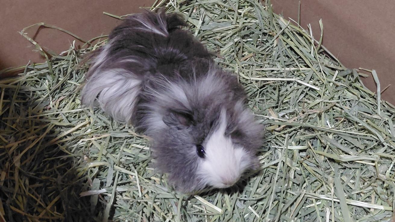 Enlarge Jester, a ADOPTABLE Guinea Pig in Cincinnati, OH image 6/6