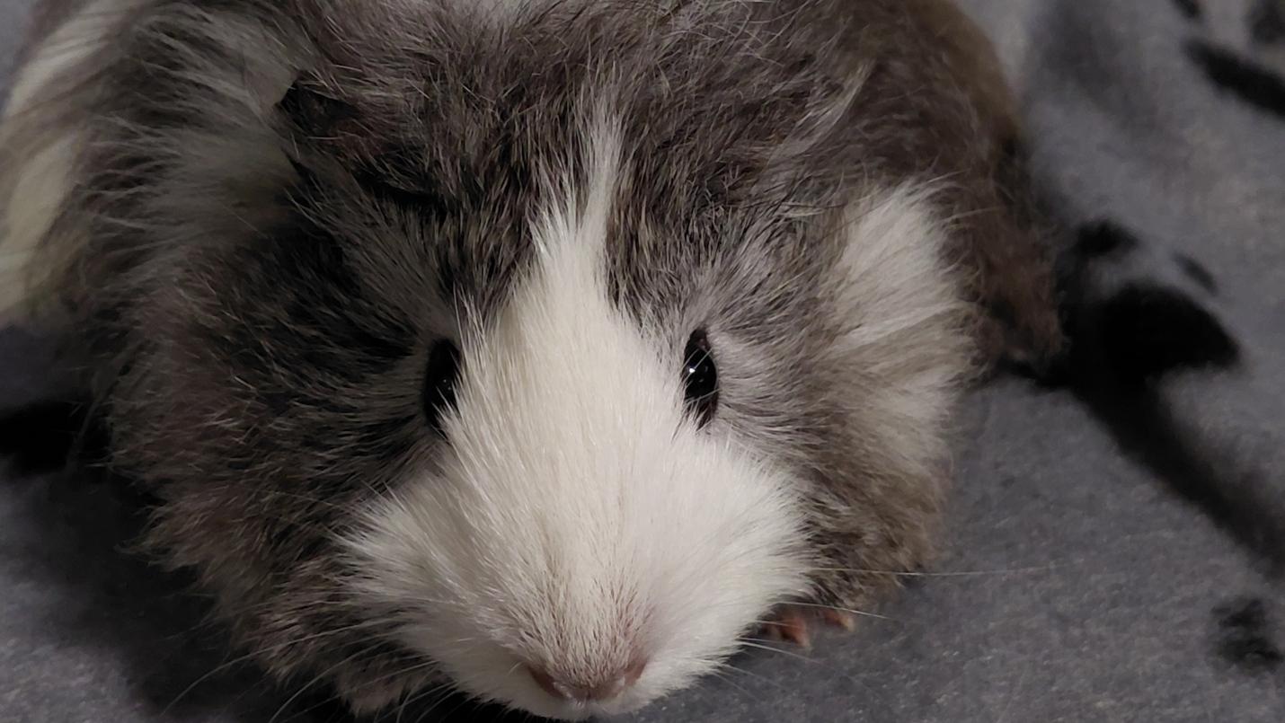 Enlarge Jester, a ADOPTABLE Guinea Pig in Cincinnati, OH image 1/6