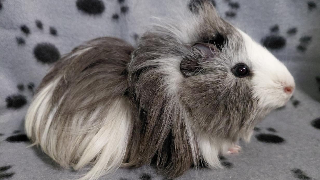 Enlarge Jester, a ADOPTABLE Guinea Pig in Cincinnati, OH image 2/6