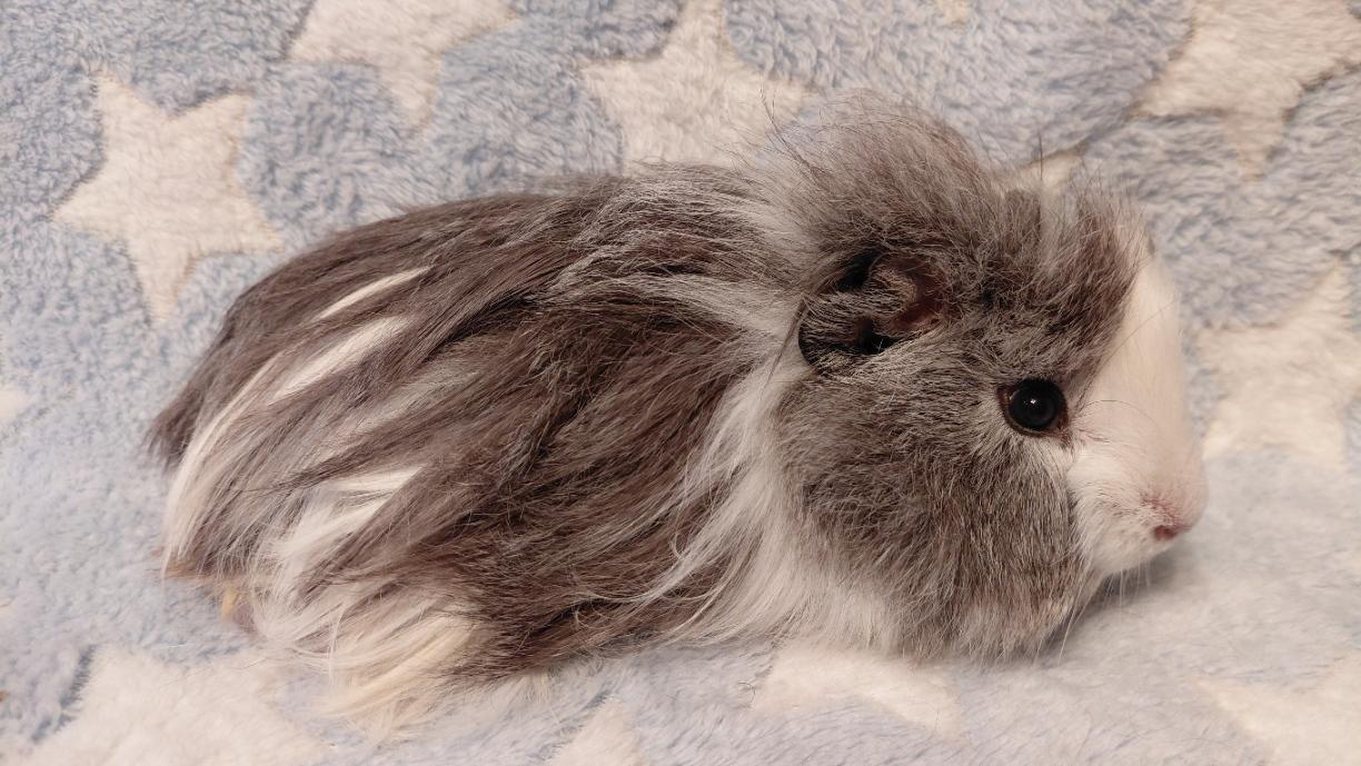 Enlarge Jester, a ADOPTABLE Guinea Pig in Cincinnati, OH image 3/6