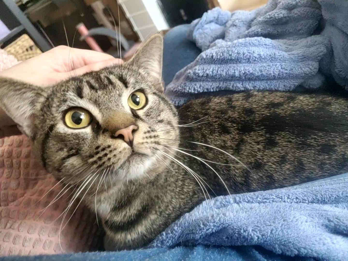 Oolong, Adopted, Adult Male Domestic Short Hair & Tabby.