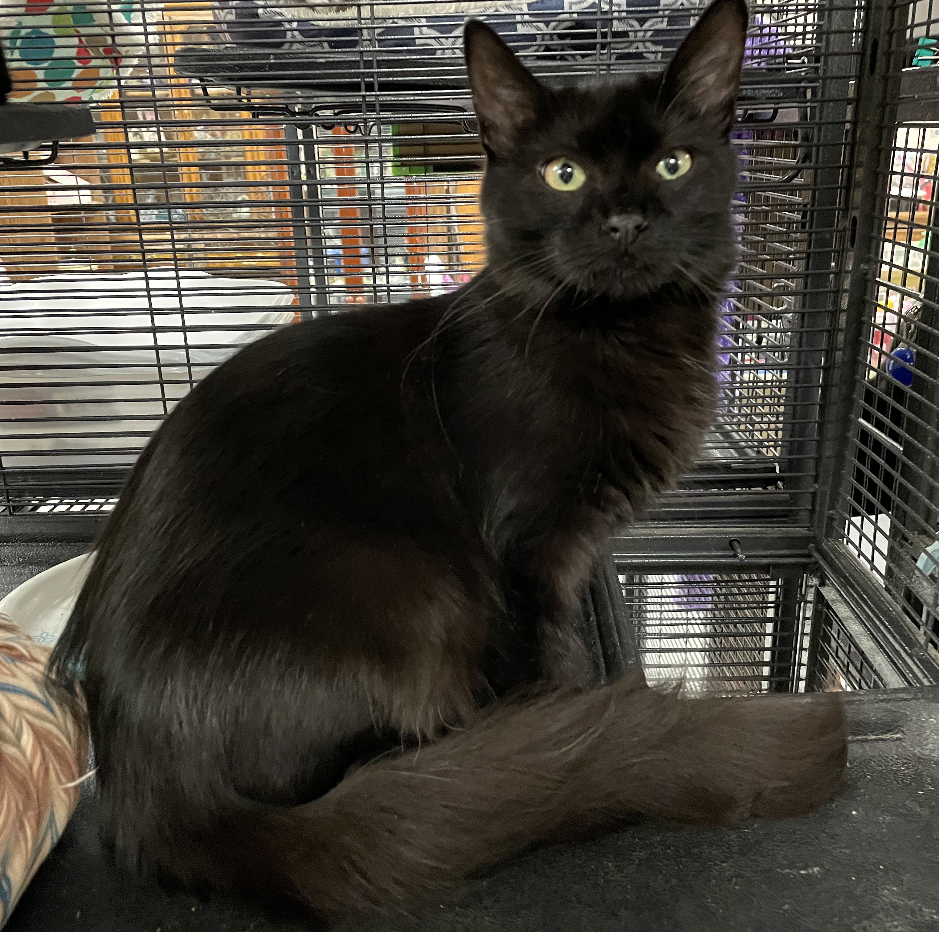 Enlarge Kitty Bang Bang, a Adoptable mixed breed in Palo Cedro, CA image 2/3