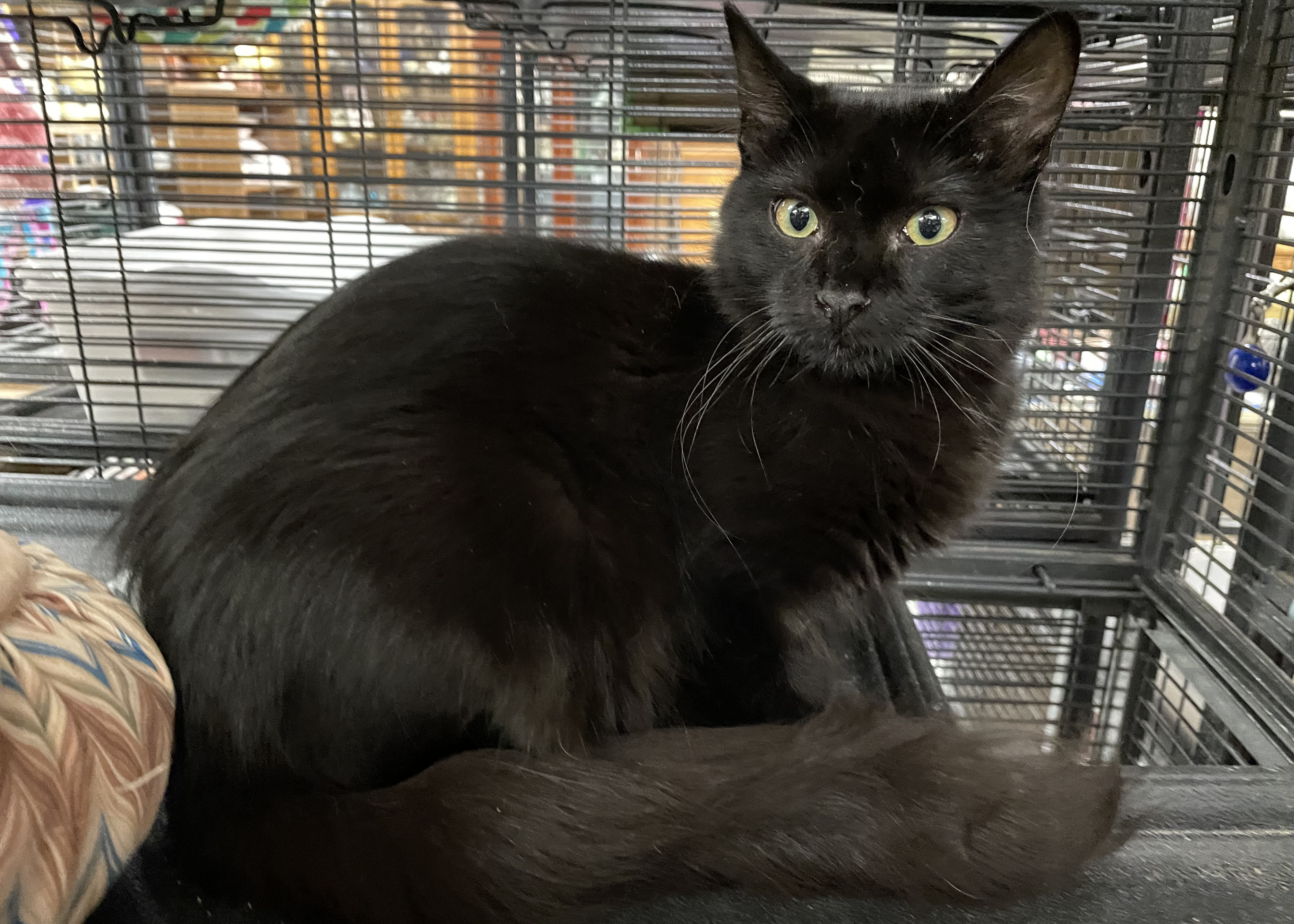 Enlarge Kitty Bang Bang, a Adoptable mixed breed in Palo Cedro, CA image 3/3